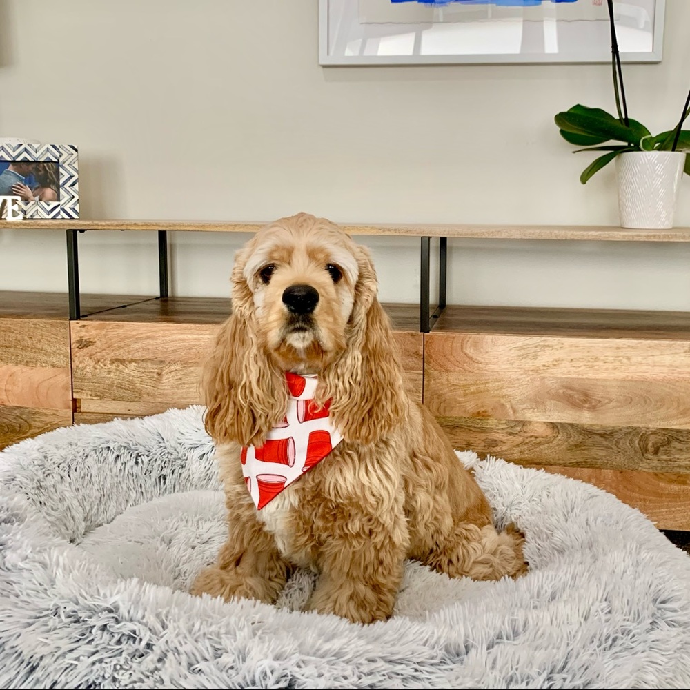 | “party animal” reversible red solo cup dog bandana | - Picture 4 of 10